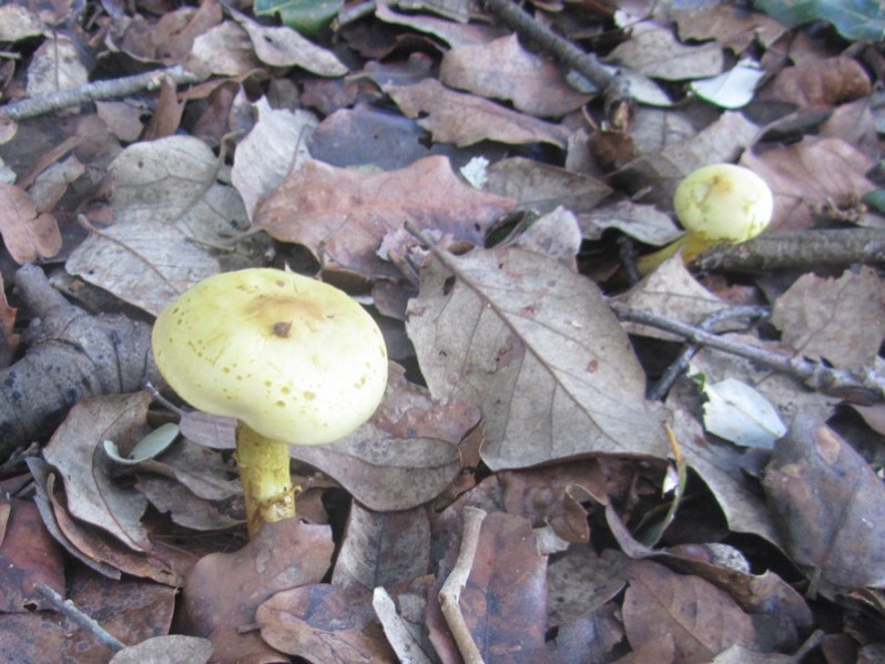 Tricholoma sulphureum (Bull.) P.Kumm., 1871