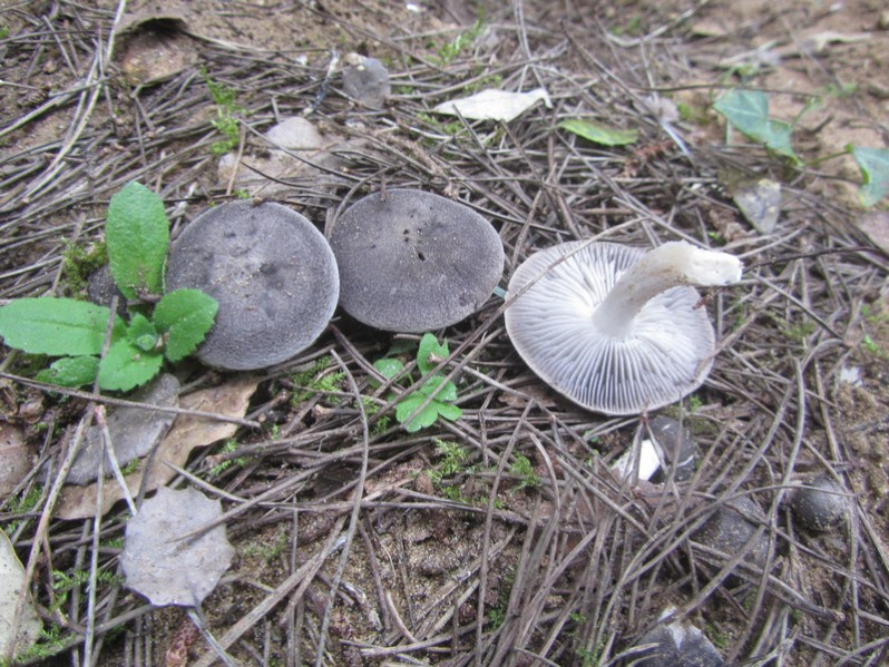 Tricholoma terreum (Schaeff.) P.Kumm., 1871