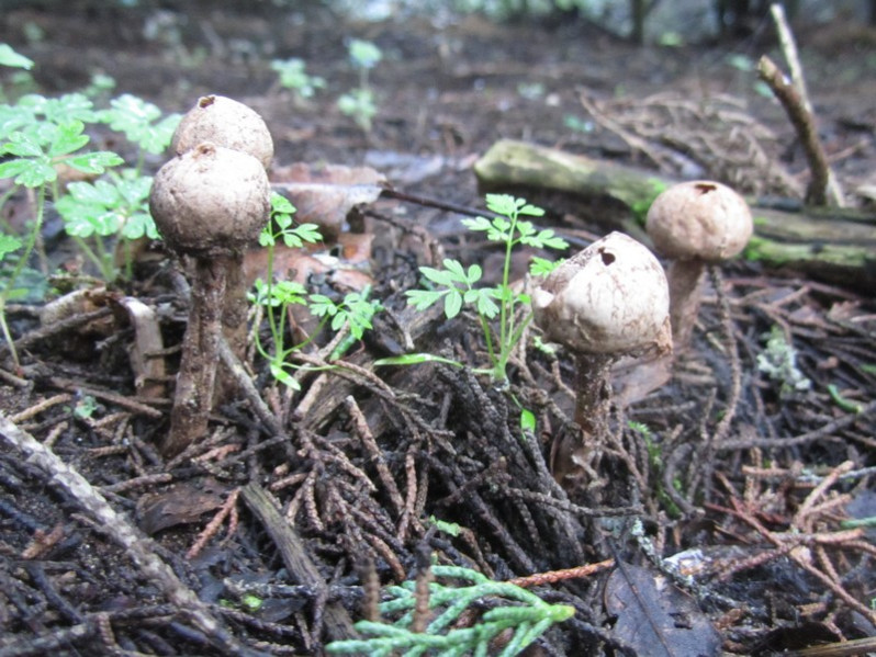 Tulostoma brumale Pers., 1794
