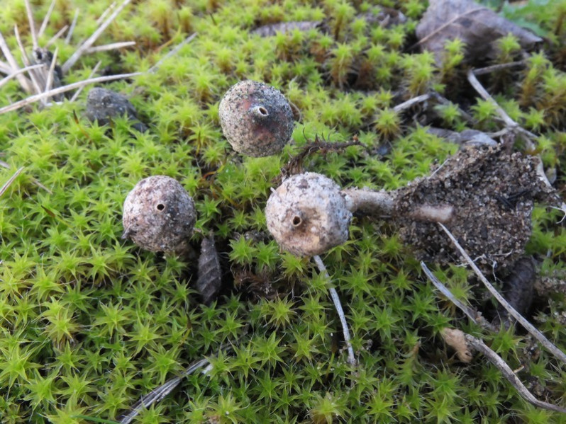 Tulostoma brumale Pers., 1794
