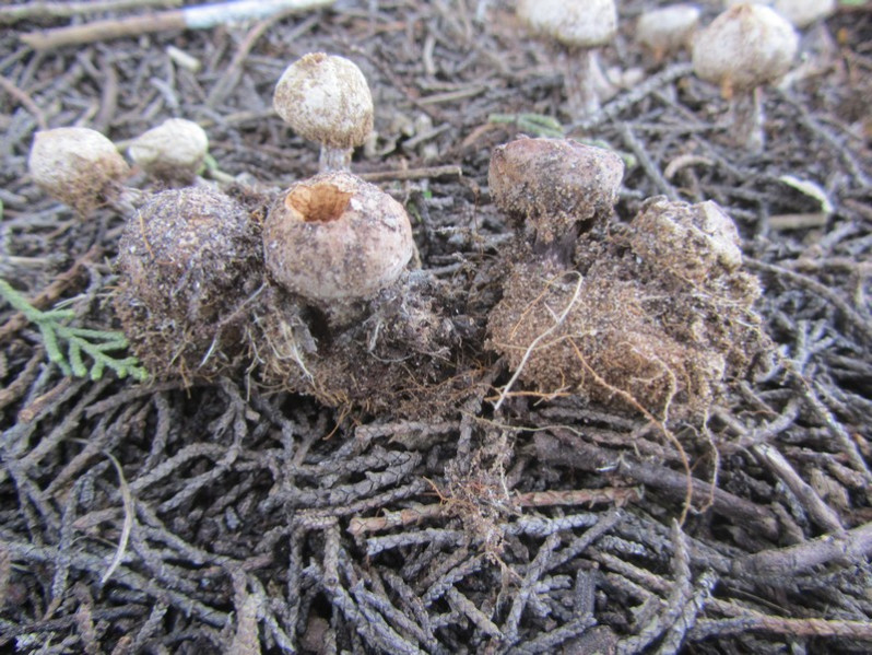 Tulostoma fimbriatum Fr., 1829