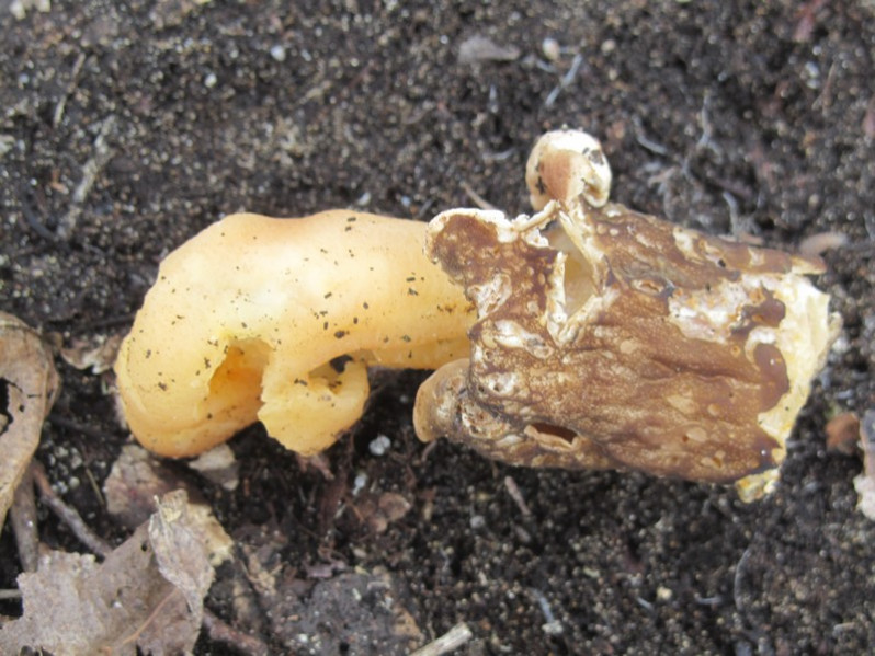 Verpa conica (O.F.Müll.) Sw., 1815