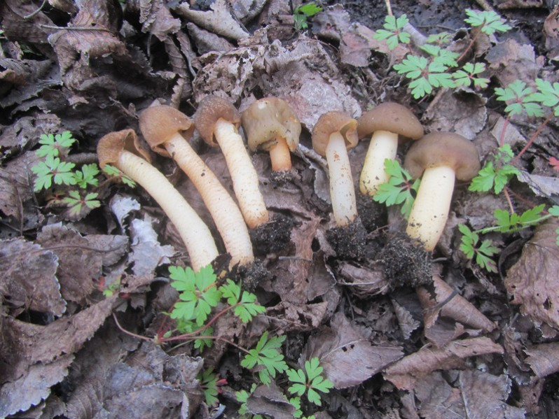 Verpa conica (O.F.Müll.) Sw., 1815