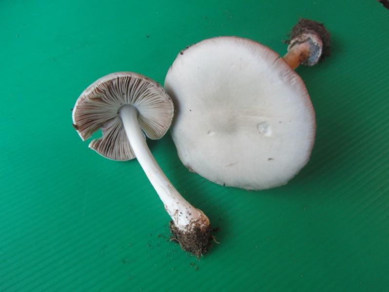 Volvopluteus gloiocephalus (DC.) Vizzini, Contu & Justo, 2011