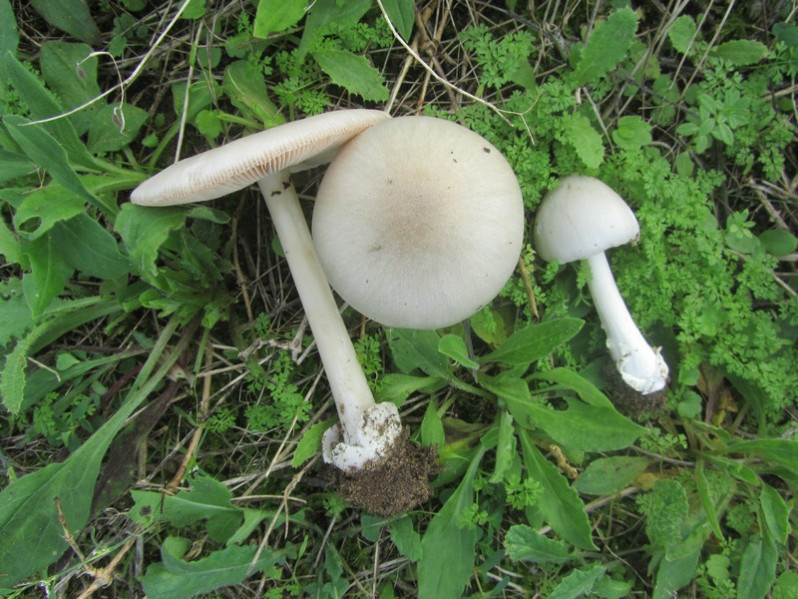 Volvopluteus gloiocephalus (DC.) Vizzini, Contu & Justo, 2011