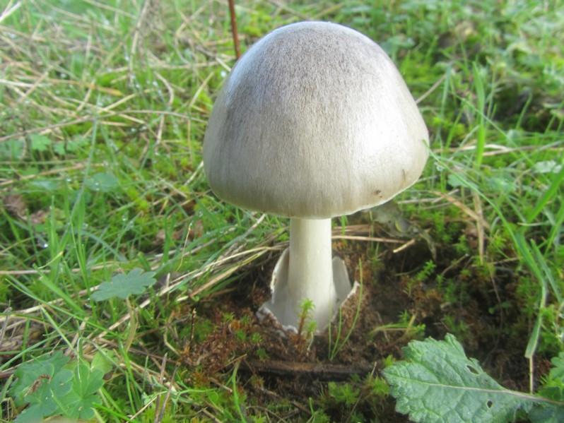 Volvopluteus gloiocephalus (DC.) Vizzini, Contu & Justo, 2011