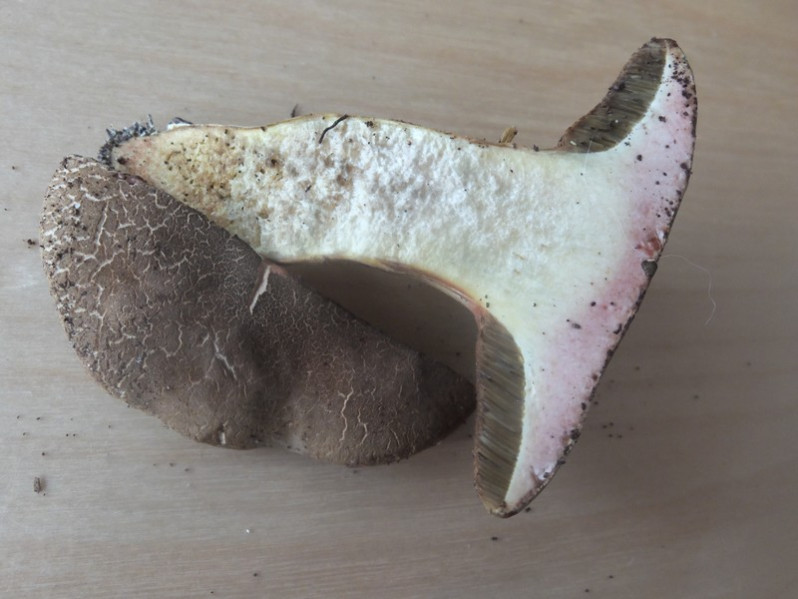 Xerocomellus chrysenteron (Bull.) Šutara, 2008