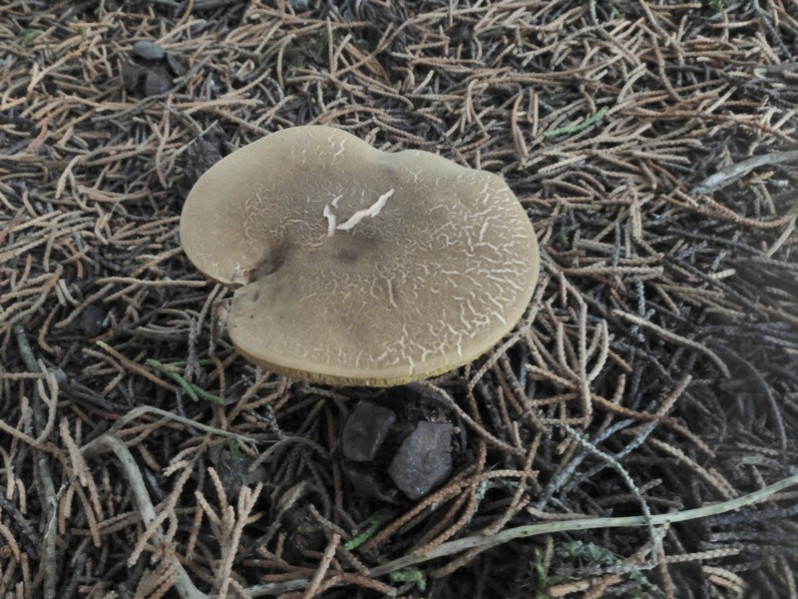 Xerocomellus chrysenteron (Bull.) Šutara, 2008