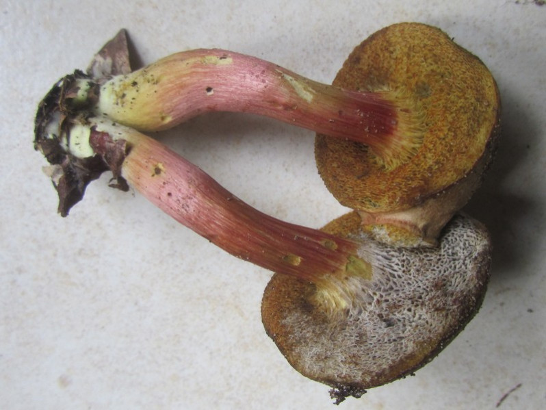 Xerocomellus chrysenteron (Bull.) Šutara, 2008