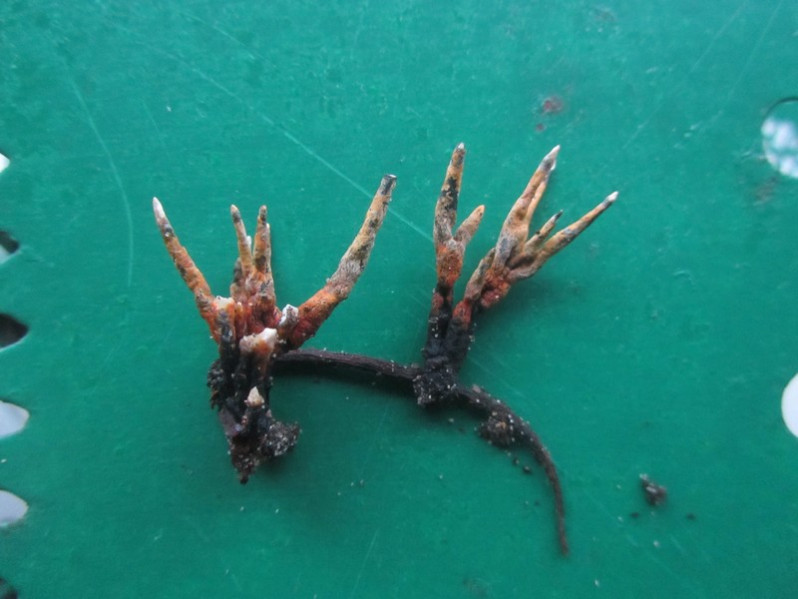 Xylaria hypoxylon (L.) Grev., 1824