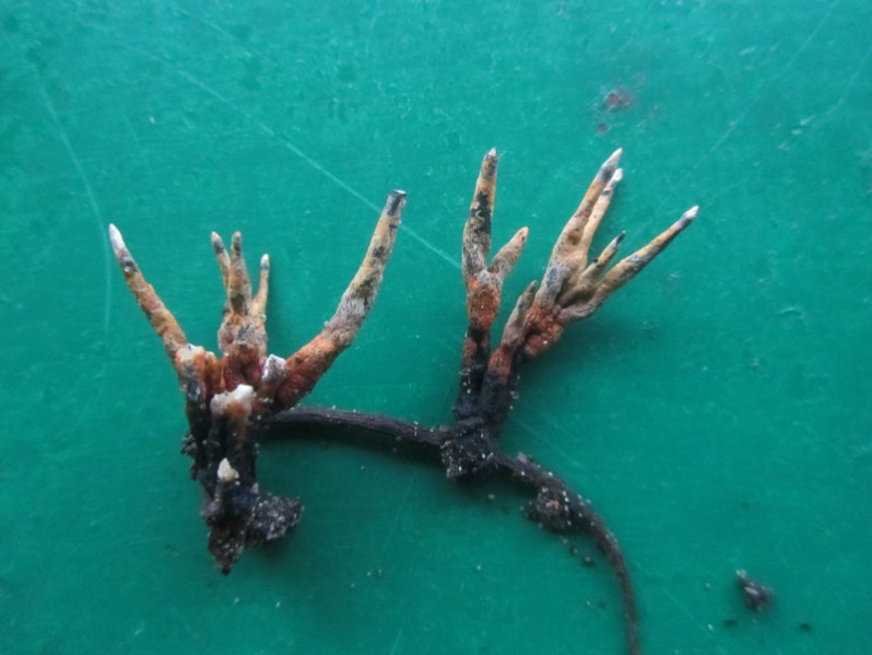 Xylaria hypoxylon (L.) Grev., 1824