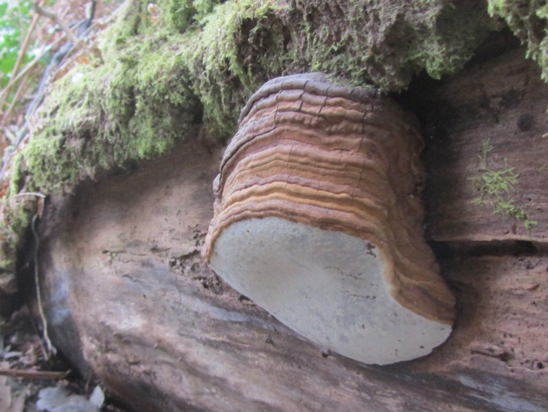 Fomes fomentarius (L.) Fr., 1849