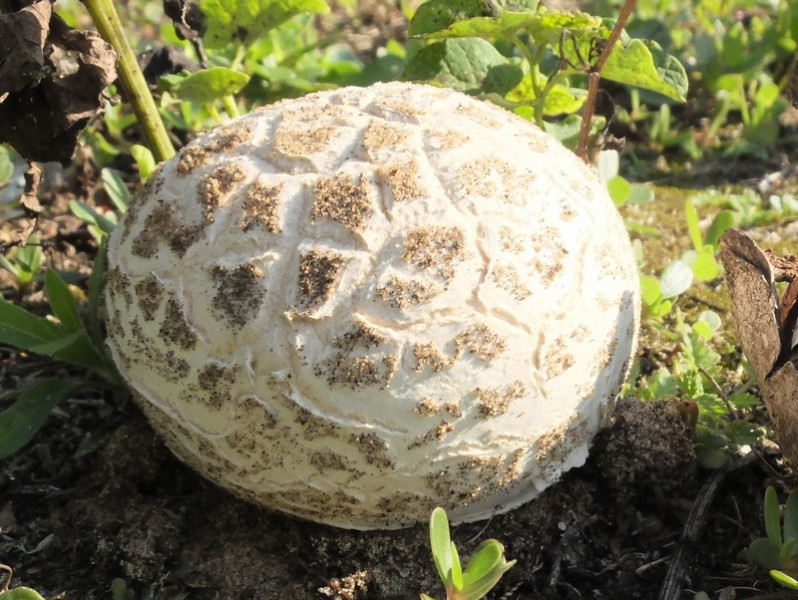 Mycenastrum corium (Guers.) Desv., 1842