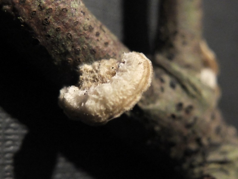 Stereum ochraceoflavum (Schwein.) Sacc., 1888