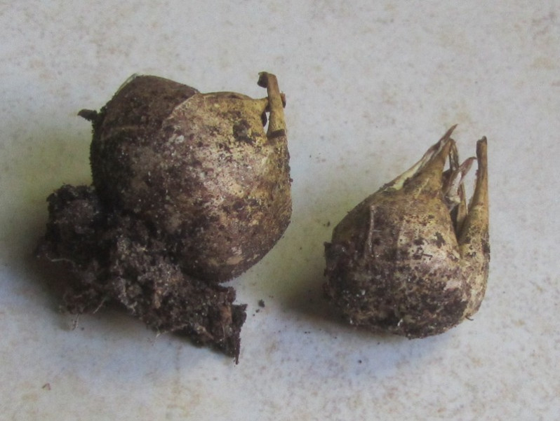 Geastrum corollinum (Batsch) Hollós, 1904