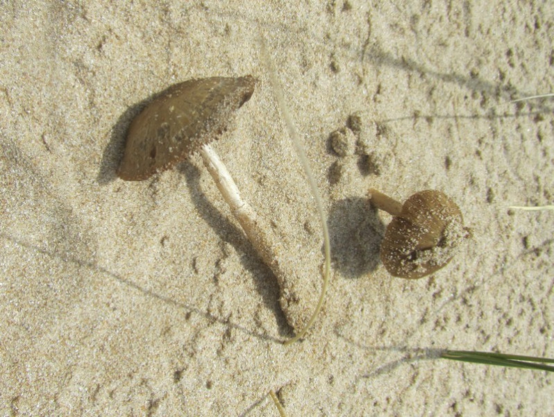 Psathyrella ammophila (Durieu & Lév.) P.D.Orton, 1960