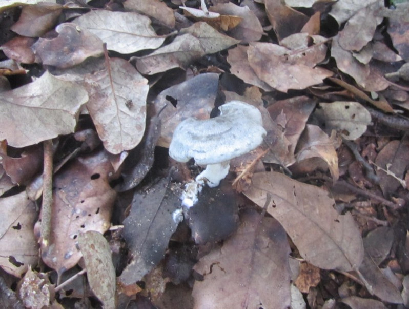 Clitocybe odora (Bull.) P.Kumm., 1871