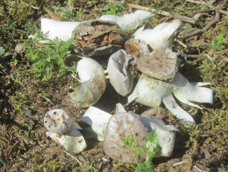 Myriostoma coliforme (Dicks.) Corda, 1842