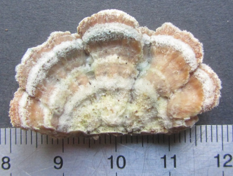 Spongipellis pachyodon (Pers.) Kotl. & Pouzar, 1965