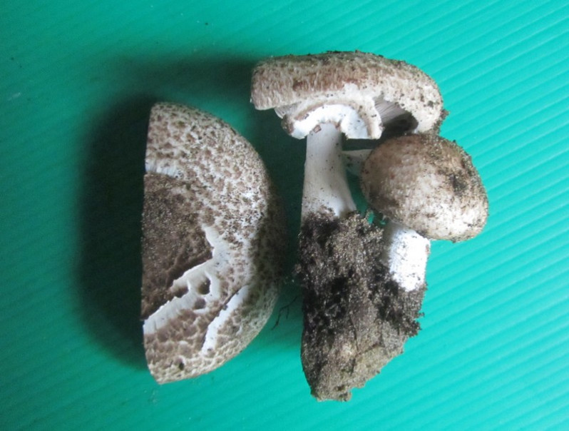 Agaricus variegans F.H. Møller, 1952