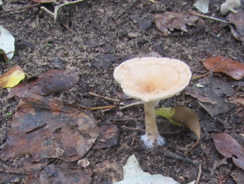 Infundibulicybe gibba (Pers.) Harmaja, 2003