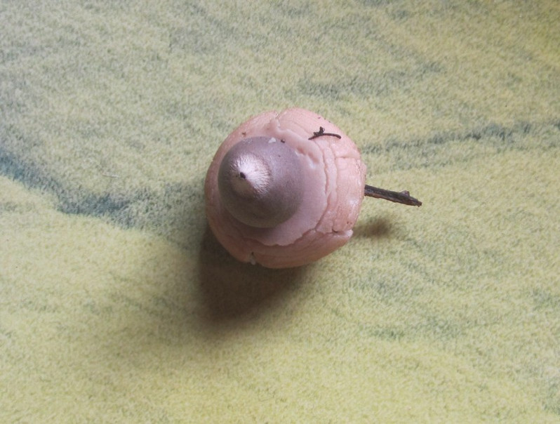 Geastrum triplex Jungh., 1840