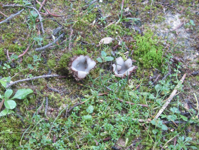 Geopora arenicola (Lév.) Kers, 1974