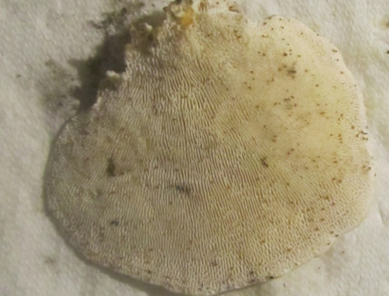 Trametes gibbosa (Pers.) Fr., 1838