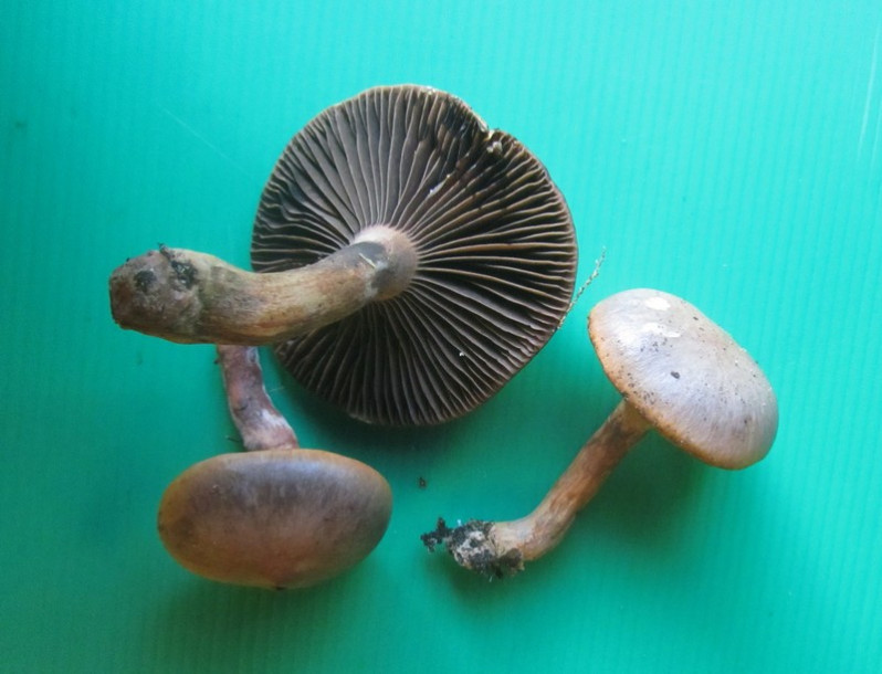 Cortinarius cedretorum var suberetorum Maire, 1937