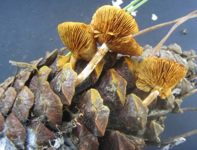 Gymnopilus penetrans (Fr.) Murrill, 1912
