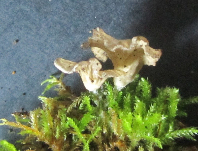 Arrhenia spathulata (Fr.) Redhead, 1984