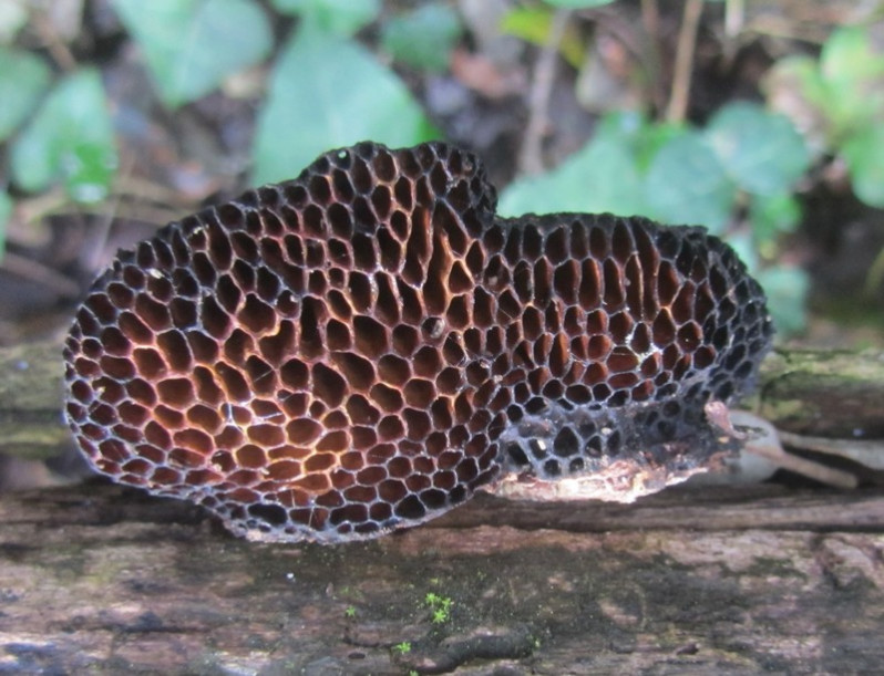 Hexagonia nitida Durieu & Mont., 1856