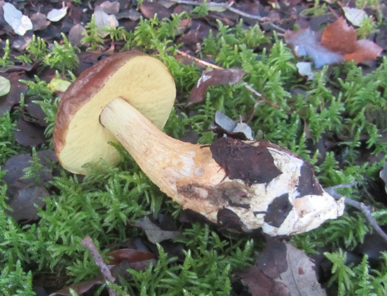 Leccinellum lepidum (H.Bouchet ex Essette) Bresinsky & Manfr.Binder, 2003