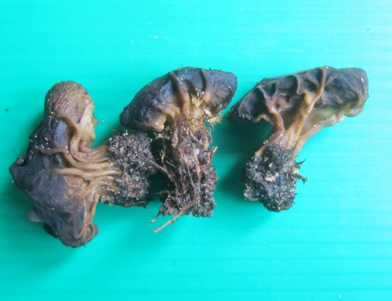 Helvella acetabulum (L.) Quél., 1874