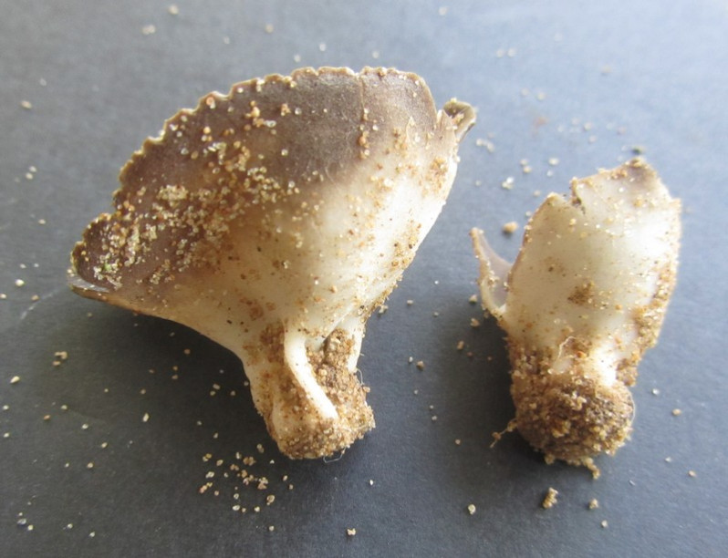 Dissingia leucomelaena (Pers.) K.Hansen & X.H.Wang, 2019