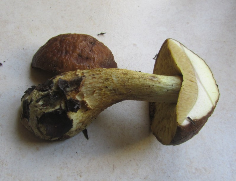 Leccinellum lepidum (H.Bouchet ex Essette) Bresinsky & Manfr.Binder, 2003