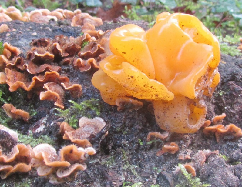 Tremella aurantia Schwein., 1822