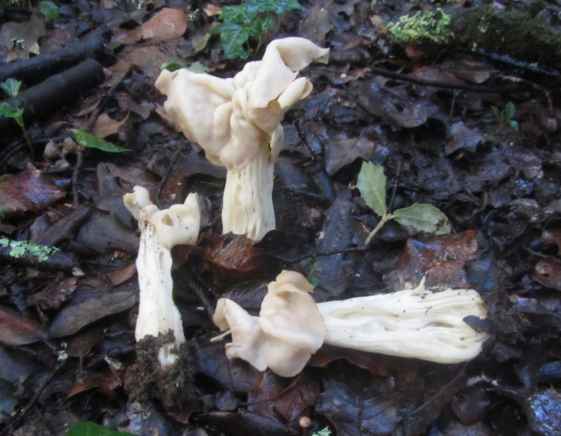 Helvella crispa (Scop.) Fr., 1822