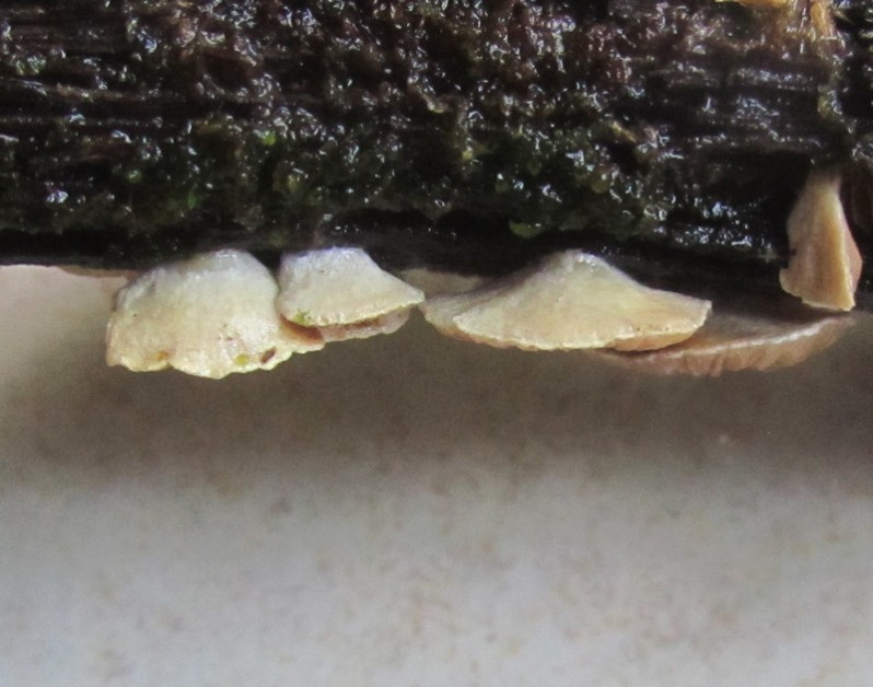 Crepidotus cesatii (Rabenh.) Sacc., 1877