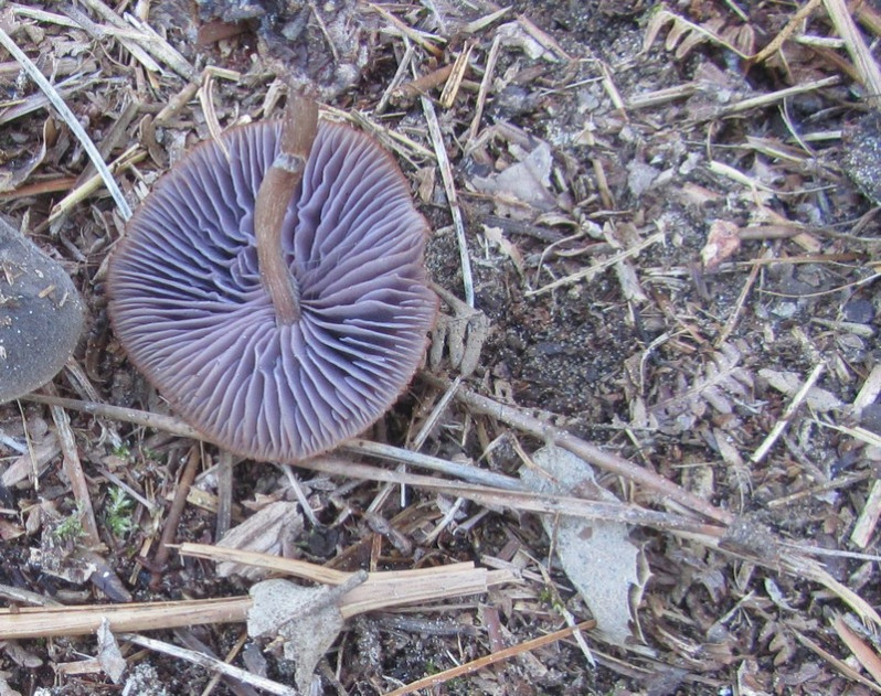 Laccaria amethystina Cooke, 1884