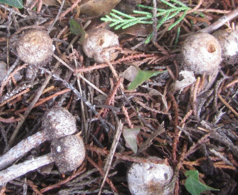Tulostoma fimbriatum Fr., 1829