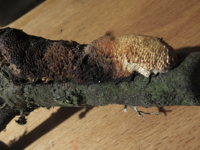 Dichomitus campestris (Quél.) Domański & Orlicz, 1966