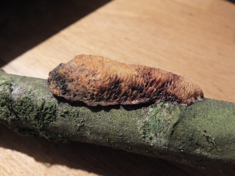 Dichomitus campestris (Quél.) Domański & Orlicz, 1966