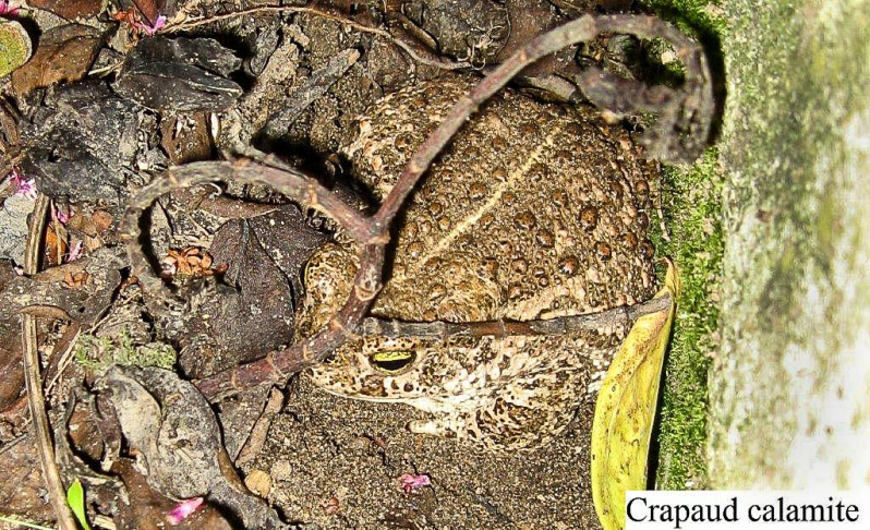 Crapaud calamite