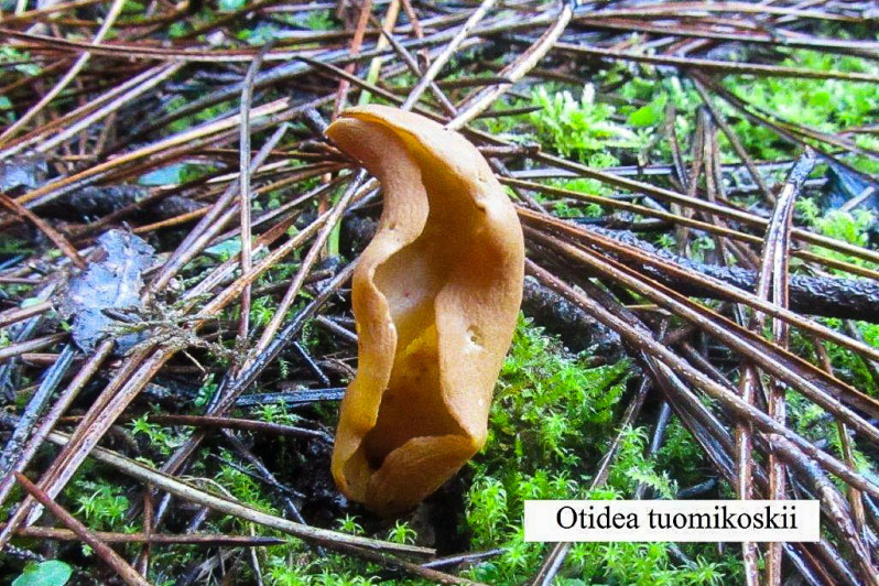 Otidea toumikoskii Harmaja, 1976