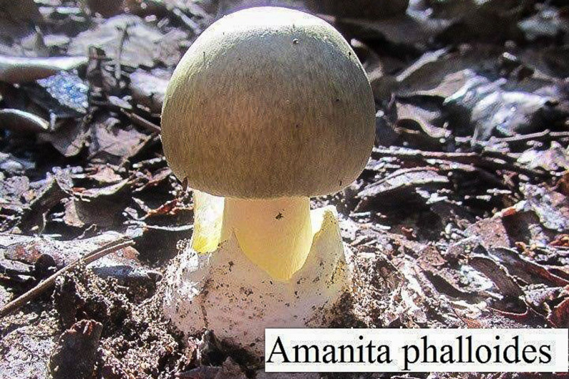 Amanita phalloides (Fries) Link, 1833