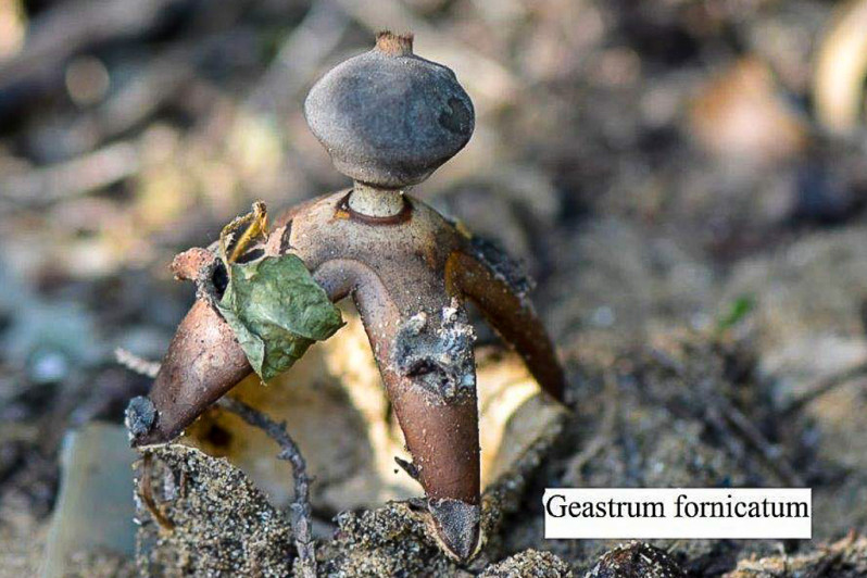 Geastrum fornicatum (Huds.) Hook., 1821