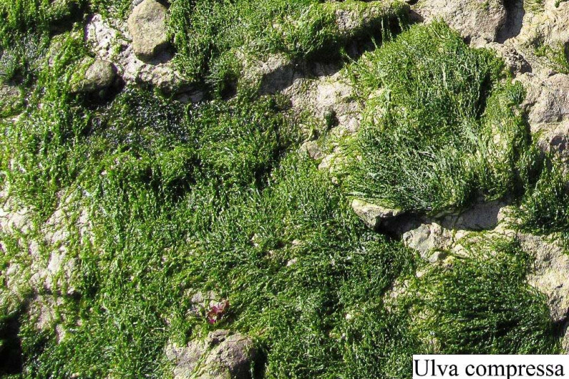 Ulva compressa