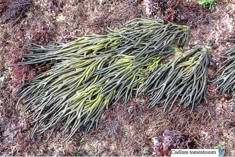 Codium tomentosum