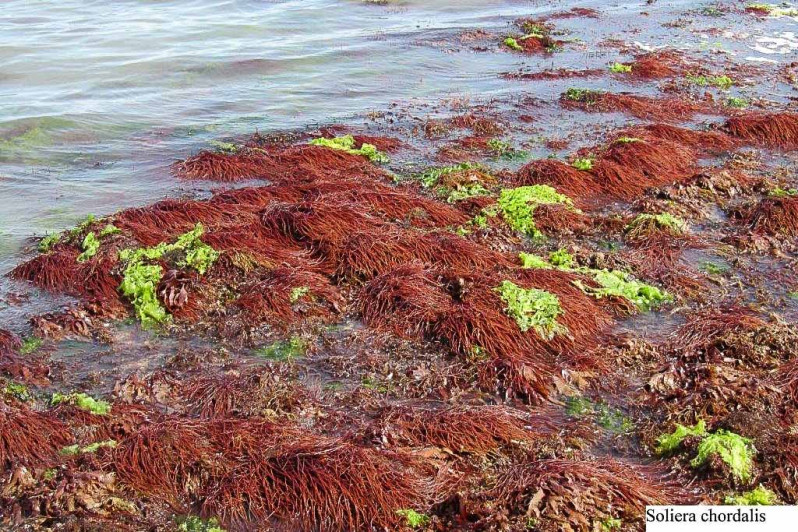 Soliera chordalis